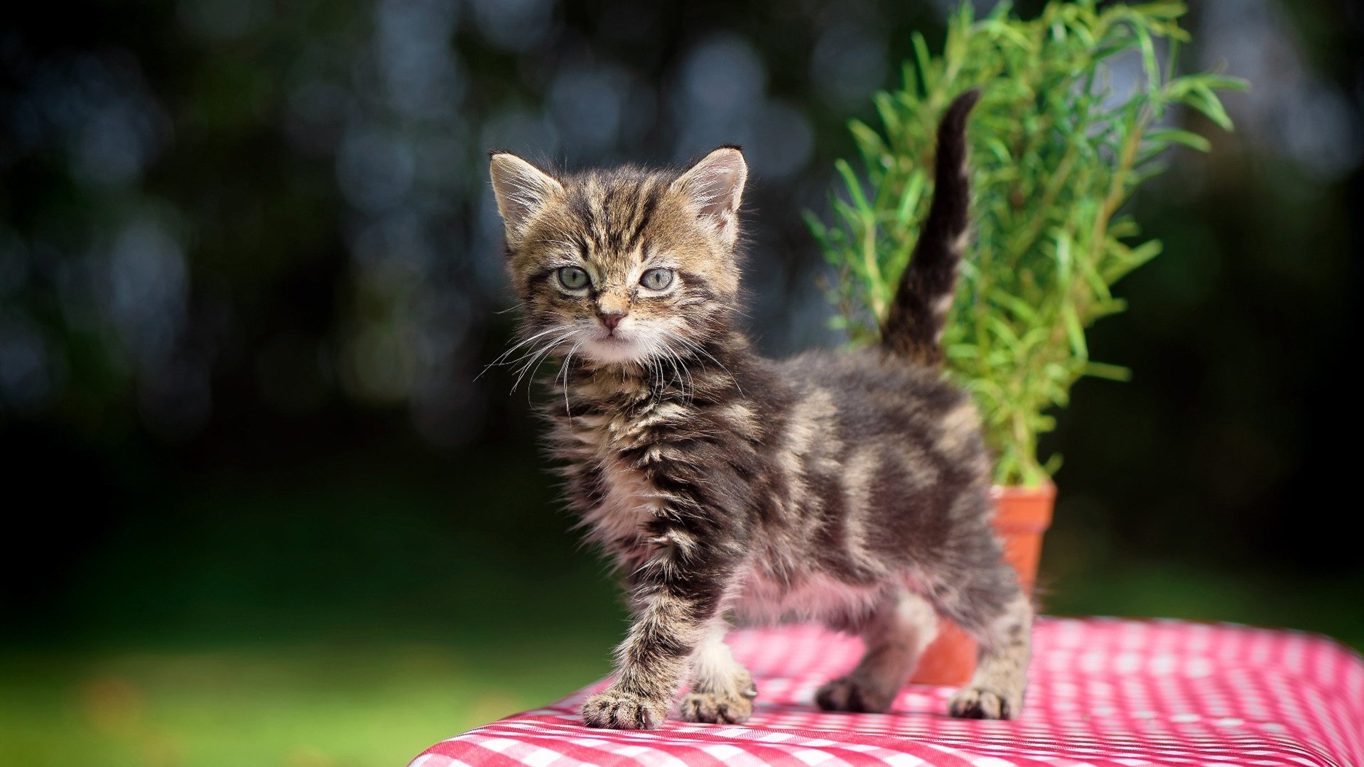 开云体育官网下载-佛罗伦萨利用换人时机加强进攻端压力，佛罗伦萨降级时的阵容