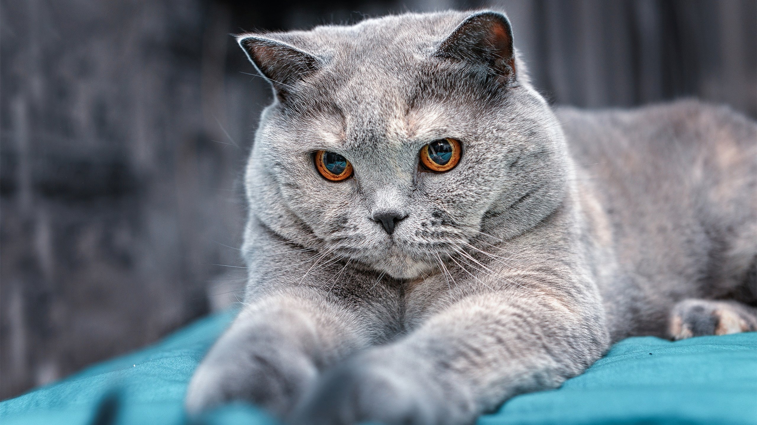 开云体育app官网-国际乒联混合团体世界杯:德国队的挑战与赛制对比,德国世乒赛名单