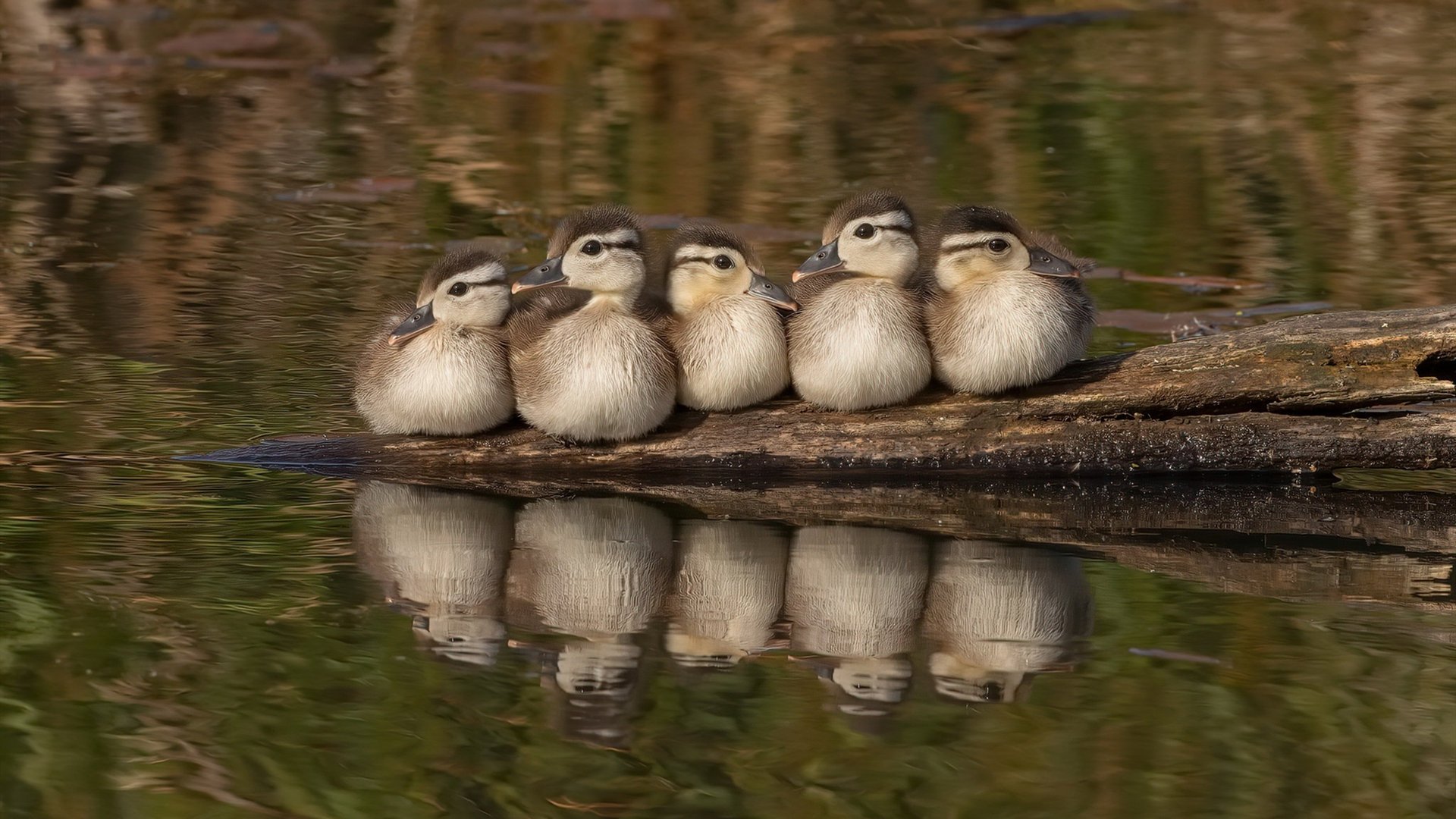 开云体育网站-篮球解说是否能承担战术普及角色,篮球解说需要什么技能