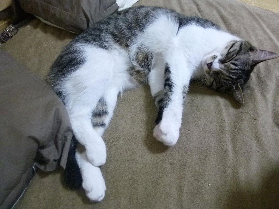 开云体育登录入口-乌拉圭男篮在南美份额中崭露头角，期待奥运名额，乌拉圭 男篮