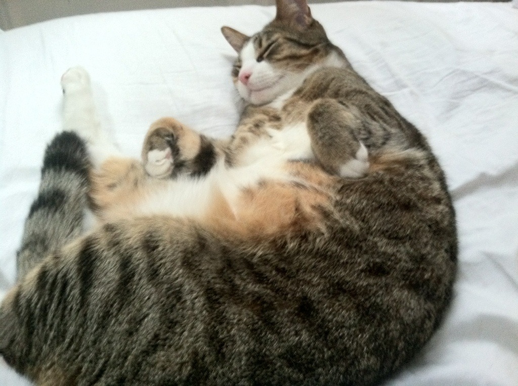 开yun官网-奥尔韦拉3米跳板冲刺阶段技术细腻，3米跳板澳大利亚选手