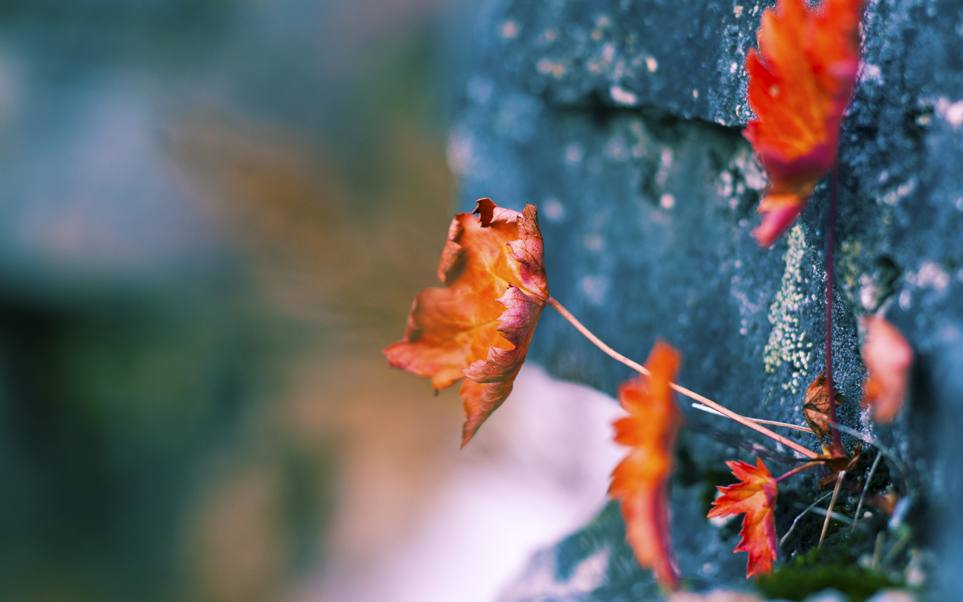 开云体育app入口-法国队接力换棒精准流畅,法国队换帅