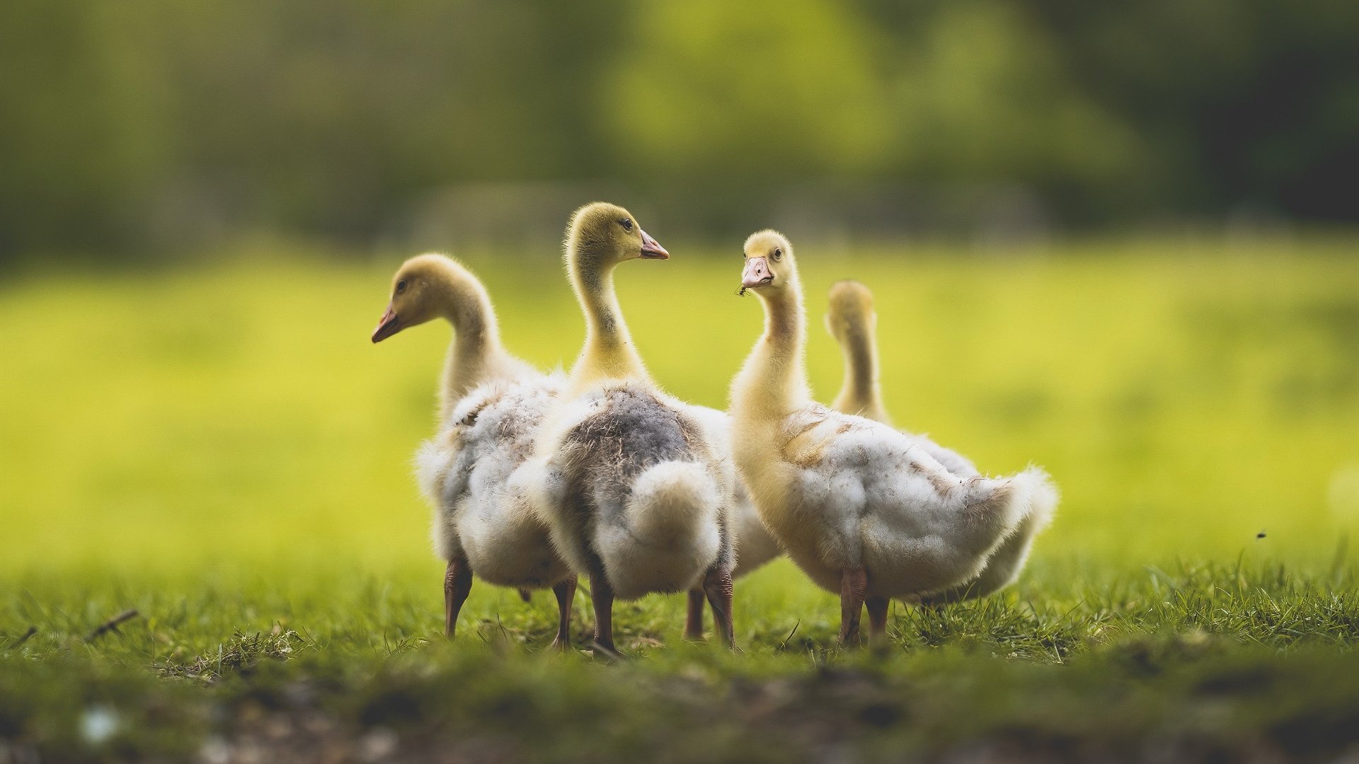 开云体育app在线-空翻与转体组合动作设计创新,空翻转体动作要领